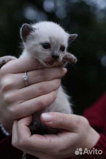 Котята бесплатно