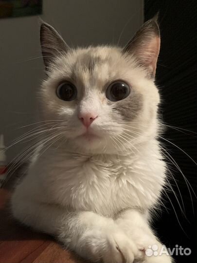 Кошечка в добрые ручки