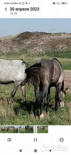 Продажа лошадей