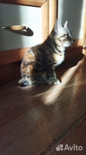Котёнок Курильский бобтейл