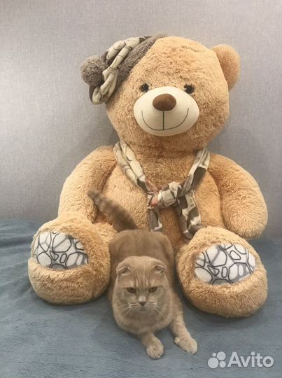 Плюшевый медведь