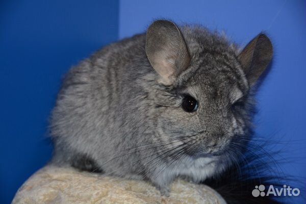 Шиншилла Стандарт ангора нФ