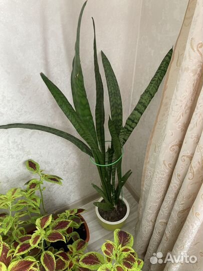 Сансевиерия