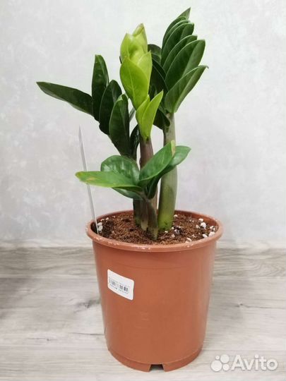 Замиокулькас зензи