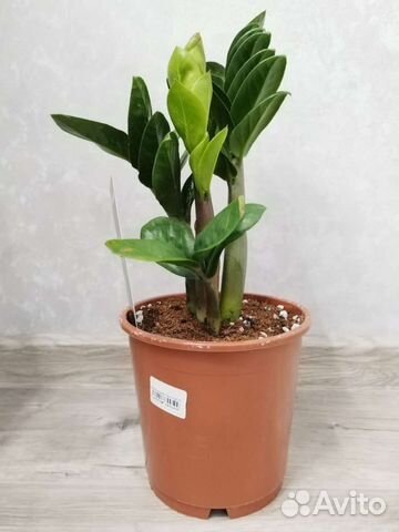 Замиокулькас зензи