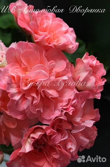 Ив-Столбовая Дворянка Пеларгония герань