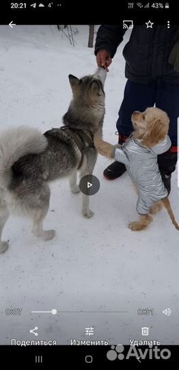 Комбинезон тёплый для собак