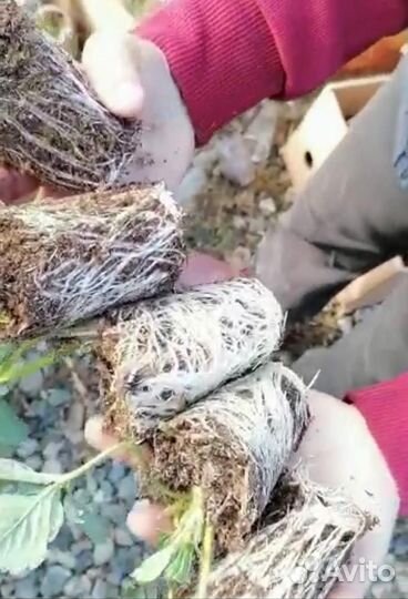 Саженцы клубники (земляники садовой)