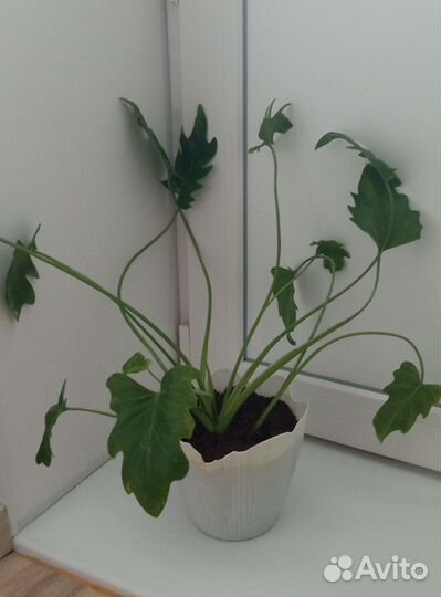 Филодендрон