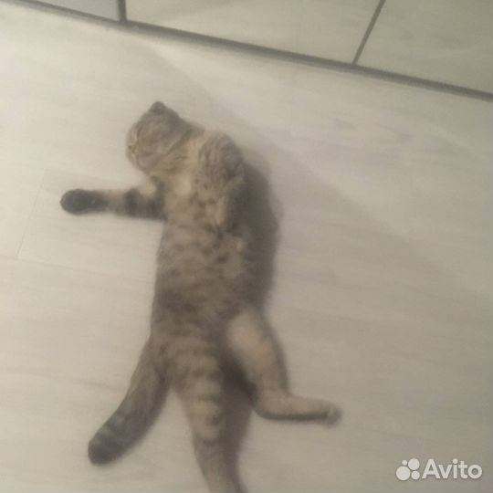 В добрые руки шотладская вислоухая