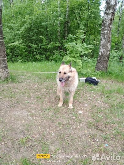 Собака в добрые руки