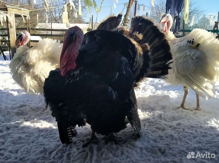 Продам индюков