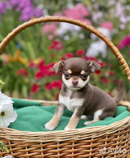 Щенки чихуахуа