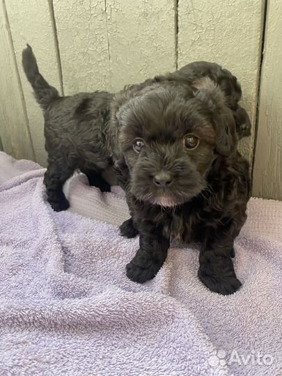 Той-пудель девочка