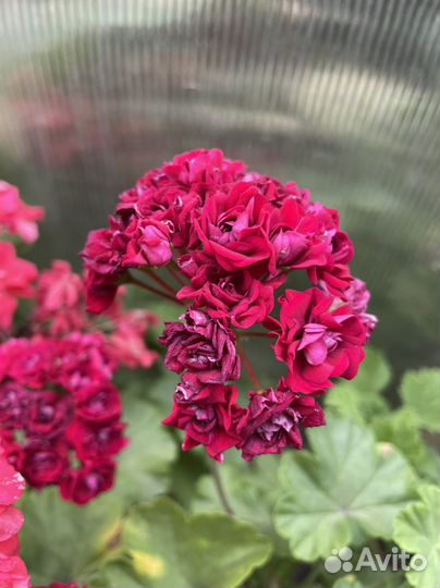 Ассорти гераней