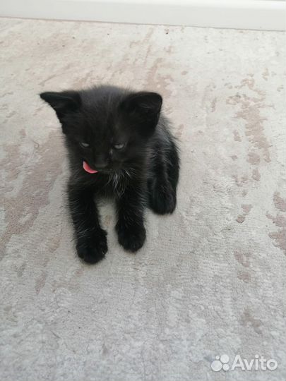 Кошка в дар бесплатно