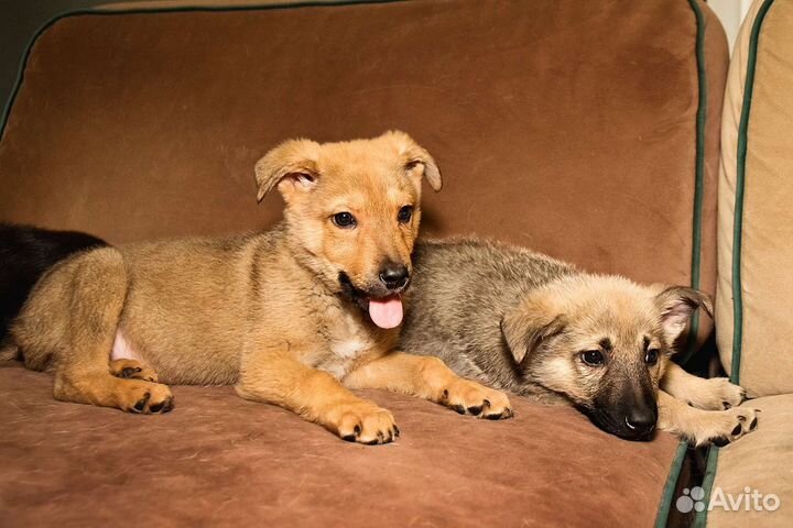 Щенку нужен дом