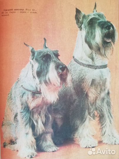 Декоративные собаки