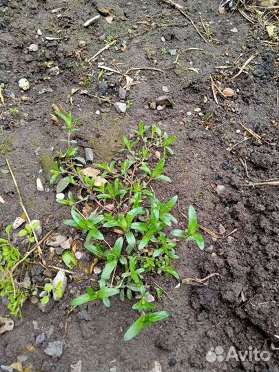 Флокс растопыренный