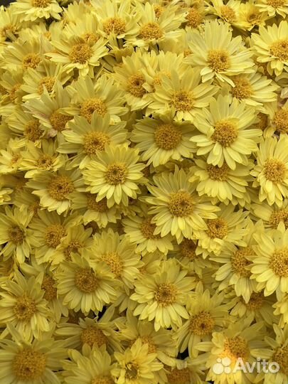 Хризантема шаровидная саженцы