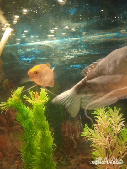 Аквариум с рыбками