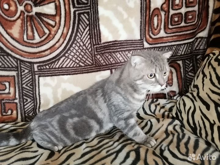 Передержка кошек и собак в коттедже