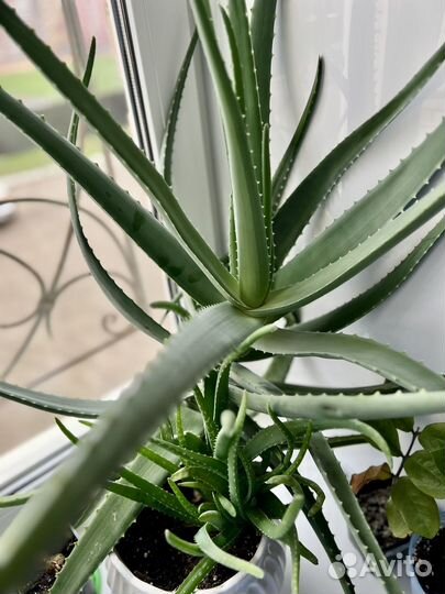 Алое вера растение