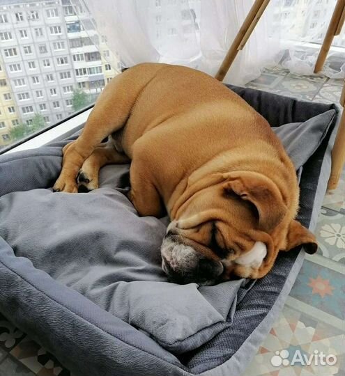 Лежанка для животных