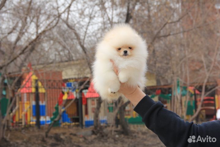 Щенки шпица. Тип мишка. Кремовые