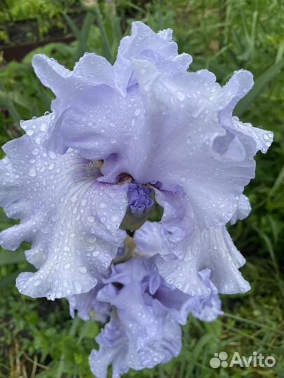 Ирисы сортовые, бадан широколистный