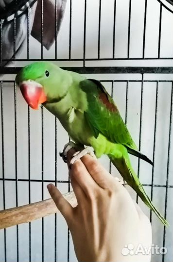 Александрийский попугай ручной
