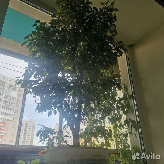 Фикус бенджамина