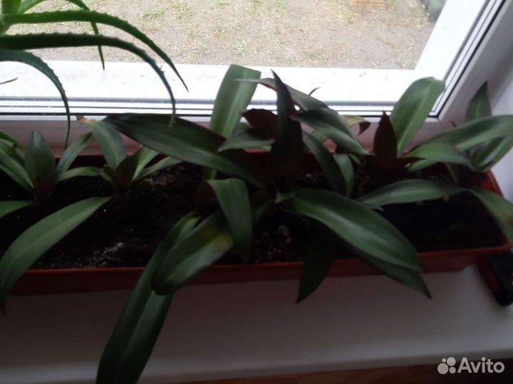 Комнатный цветок рео