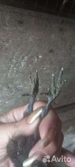 Яйца на инкубацию. Петухи