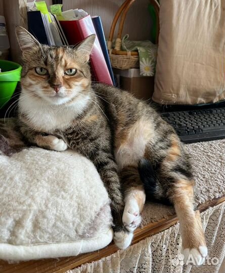 Котоняня, зооняня