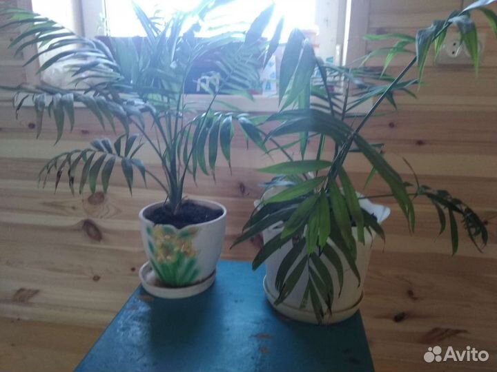 Пальма хамедорея