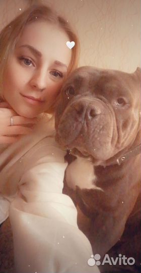 Американский булли покет