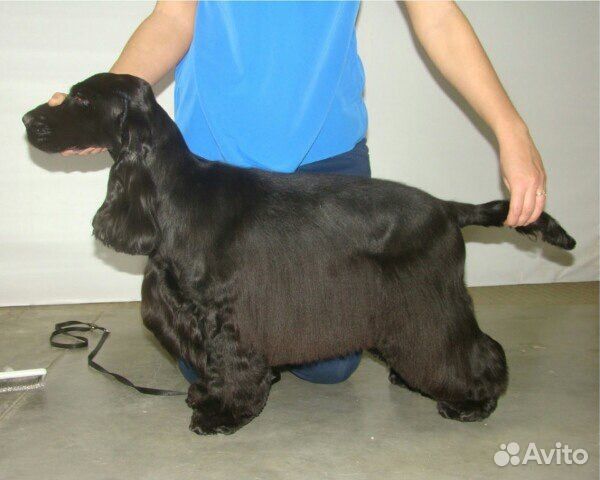 Услуги кинолога