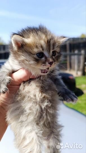 Отдам котят,очень красивые