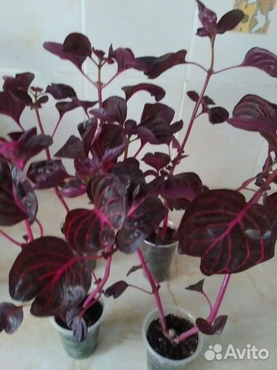 Альтернантера