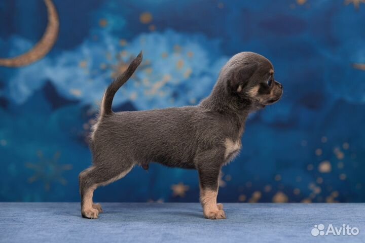 Элитные щенки чихуахуа. Позволь себе самое лучшее