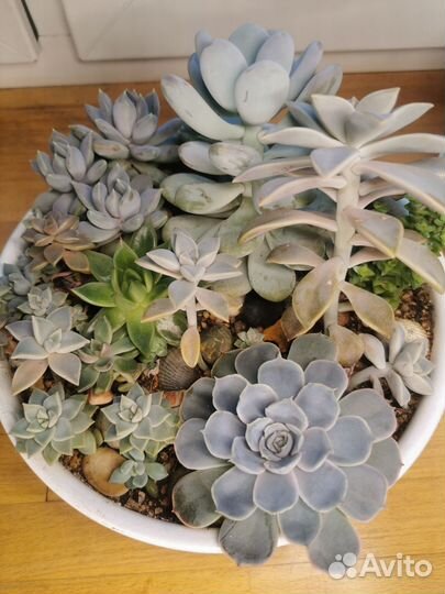 Флорариум суккуленты