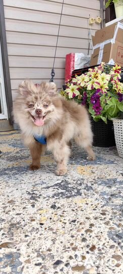 Померанский шпиц