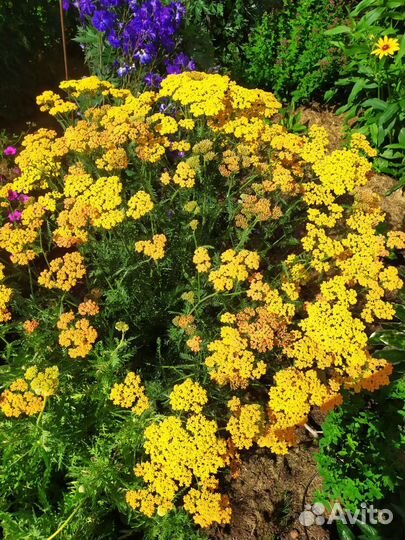 Герань садовая, душица, астильба, бузульник