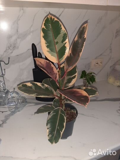 Фикус эластика белиз