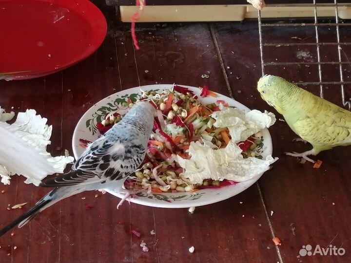 Волнистый попугай птенец девочка