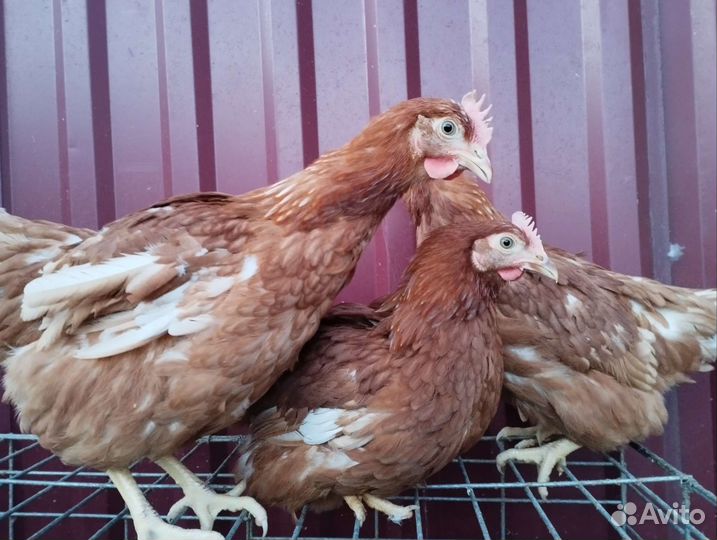 Куры несушки