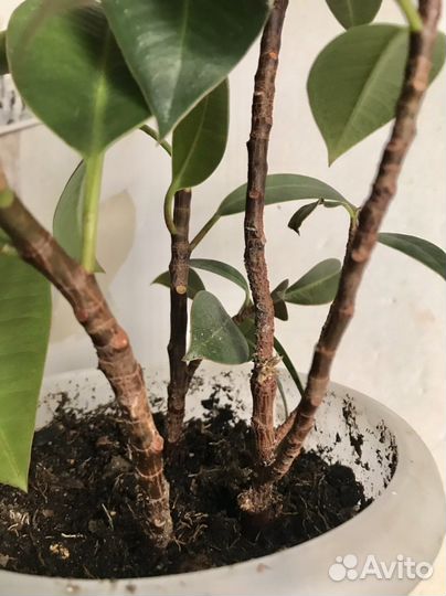 Филодендрон и фикус