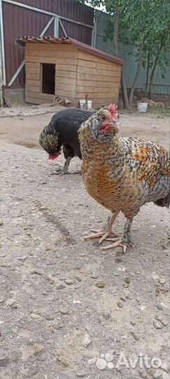 Петух