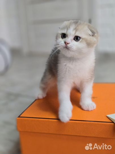 Вислоухий котенок